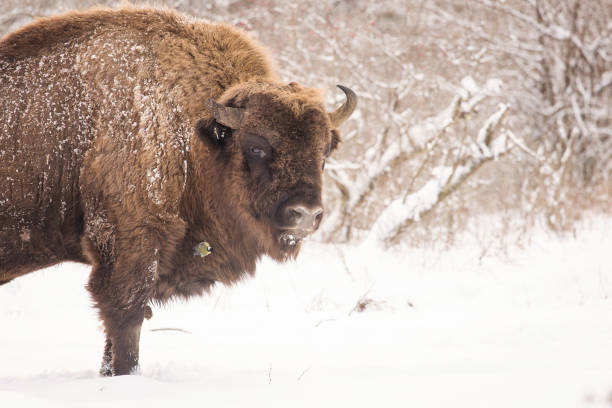 istock Bison winter day in the snow 641625596