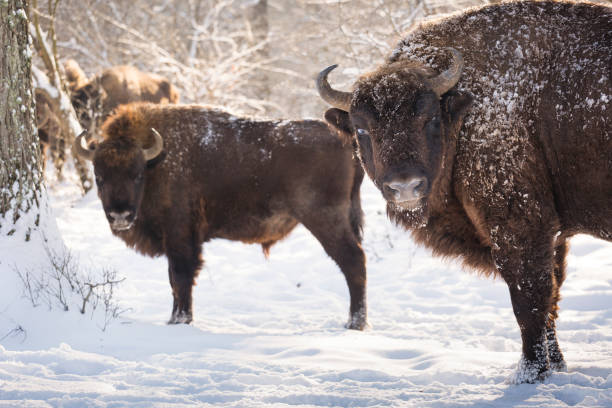 istock Bison winter day in the snow 641625656