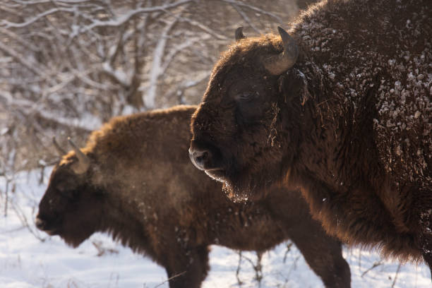 istock Bison winter day in the snow 641625672