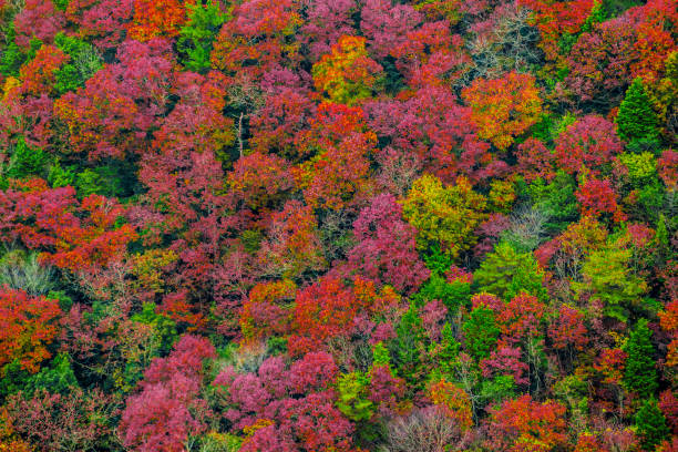 Autumn Forest stock photo
