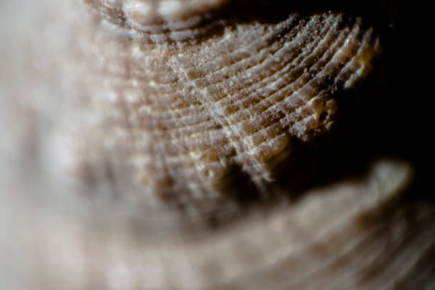istock Close up of Seashell 641630248