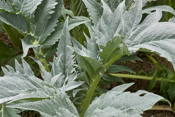 Cardoon leaves