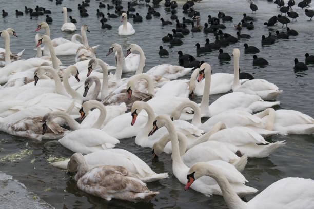 istock Frozen Danube river with swans, seagulls, ducks and coots eating 641631742