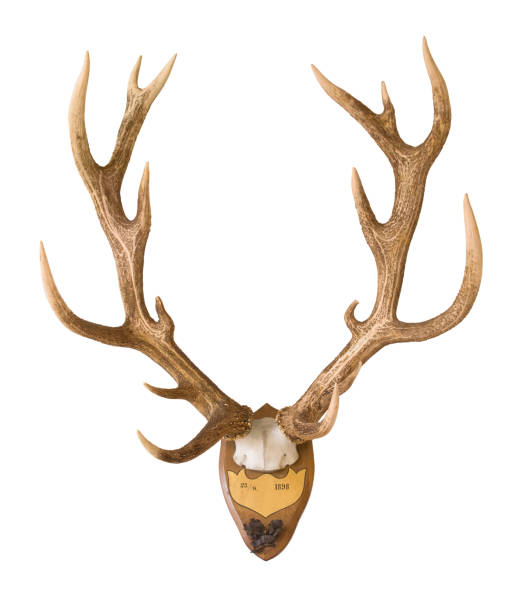 istock Antlers from a huge stag mounted on wood board 641632488