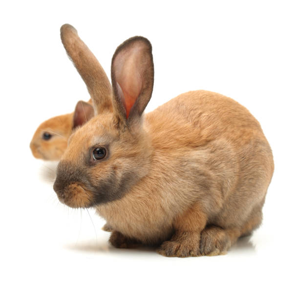 istock Cute little bunny, Isolated on White Background 641635018