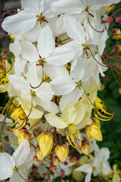 istock yellow shower flower 641635494