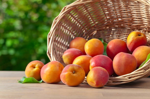 istock basket with ripe apricots on  table in garden 641635654