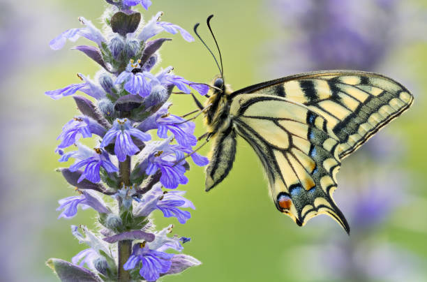istock Beautiful butterfly Papilio Machaon in wild nature 641635770