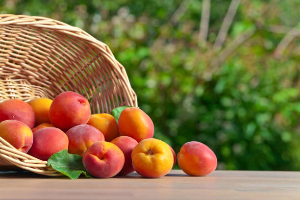 istock basket with ripe apricots on  table in garden 641635968