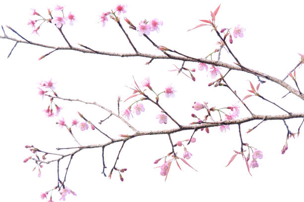 istock Pink cherry blossom prunus cerasoides on white 641637370