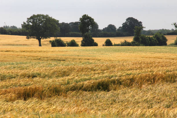 istock Field of wheat in countryside 641637854