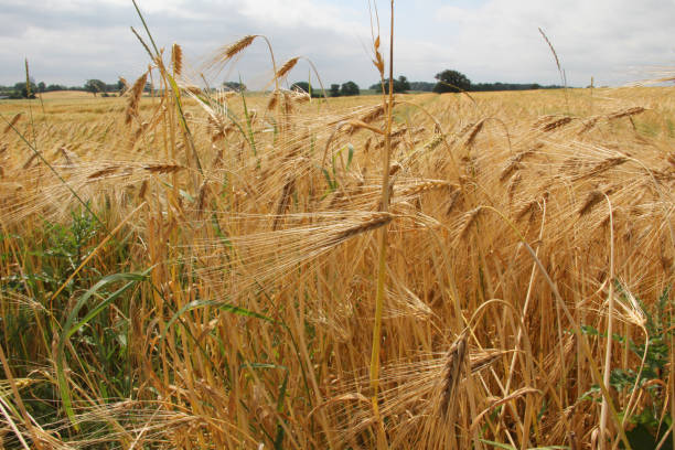 istock Field of wheat in countryside 641637982
