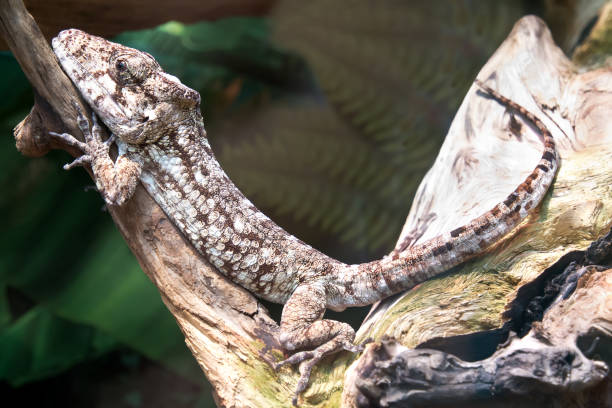 istock East knight anole 641638614