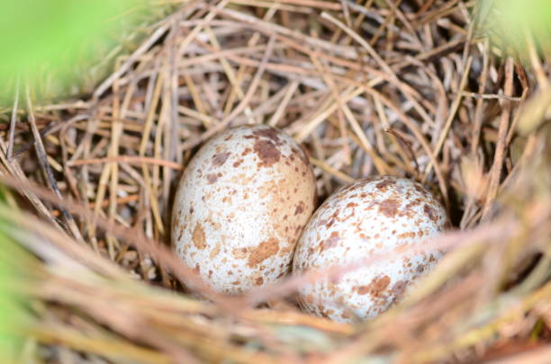 istock Northern Cardinal nest with two camouflaged eggs 641639440