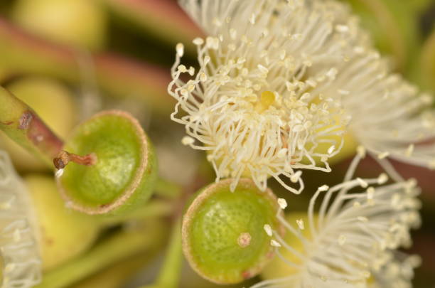 istock Macro of Eucalyptus flowers and conical seed pods 641639630