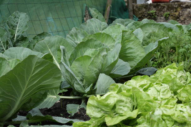 istock Lettuce and cabbage in vegetable garden 641640692