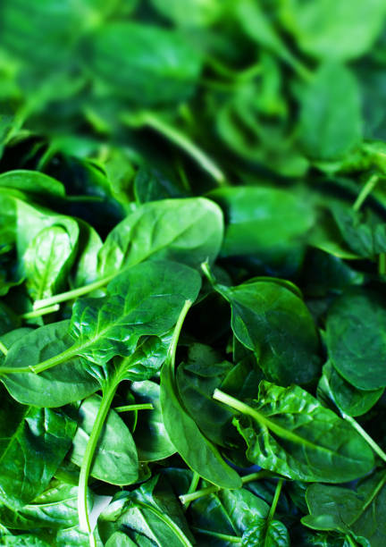 Fresh green baby spinach leaves as background close up