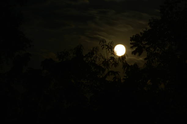 istock Full moon at night on the forest and so creepy 641647378