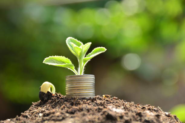 istock Plant and stack coins feeling success finance, nature background 641647744