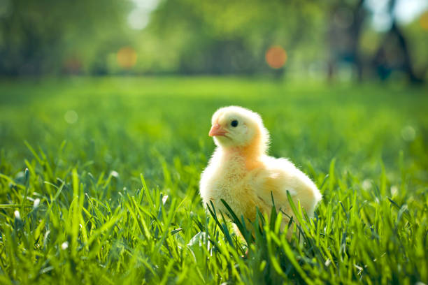 Yellow chicken Chicken in spring outdoors baby chicken photos stock pictures, royalty-free photos & images