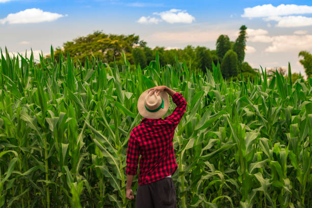 istock Farmer with hat standing in a corn plantation 641649358