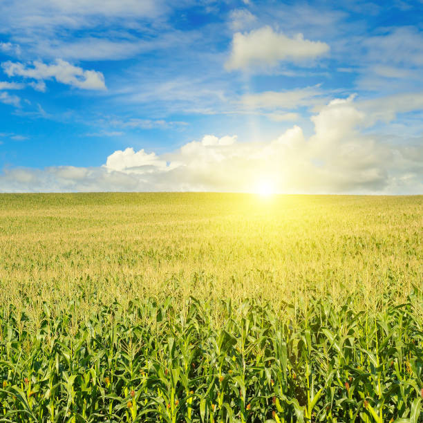 istock Green field with corn. Blue cloudy sky. Sunrise on the horizon. 641650576