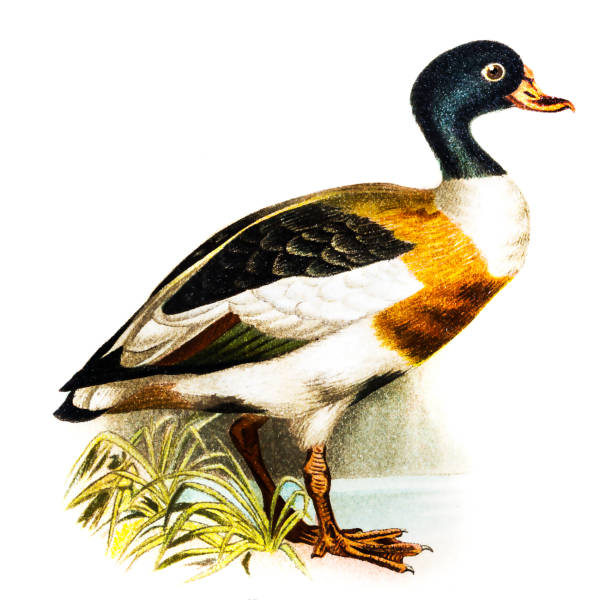 gemeinsamen brandgans (tadorna vulpanser) - brandgans stock-grafiken, -clipart, -cartoons und -symbole