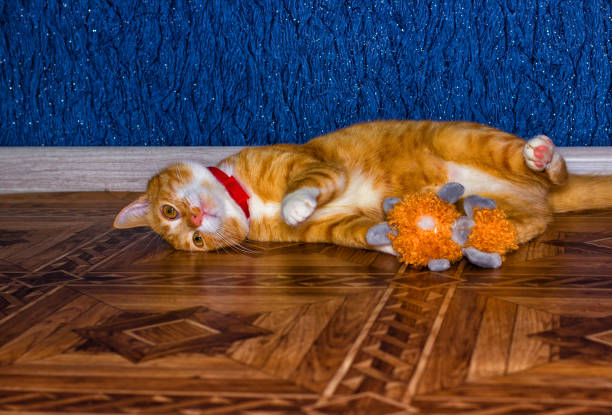 istock Home red cat plays with a toy 641651798