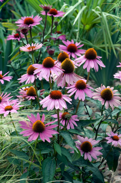istock Purple coneflower; Echinacea; purpurea 641652294
