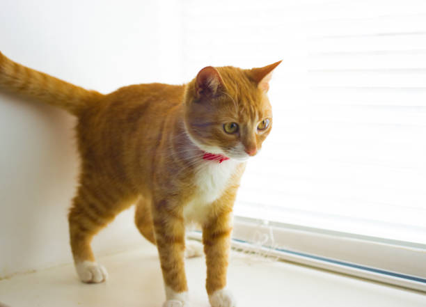 istock Beautiful friendly domestic red cat 641653054