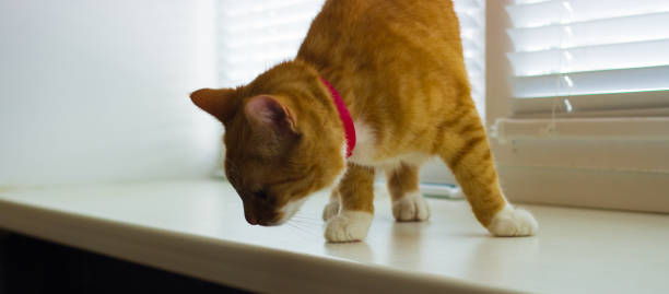 istock Cute domestic red cat on a sill 641653058