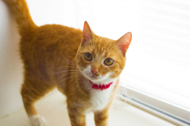 istock Cute domestic red cat on a sill 641653062