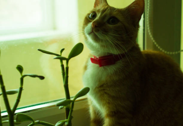 istock Cute domestic red cat near plant 641653172