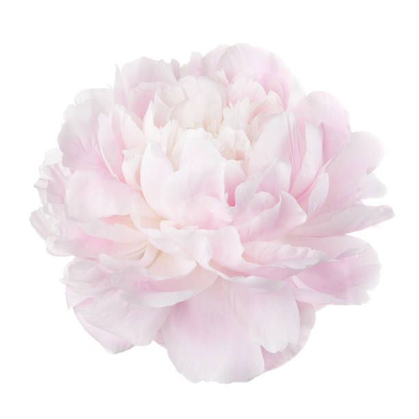 istock Pale pink peony flower isolated on white background 641653372
