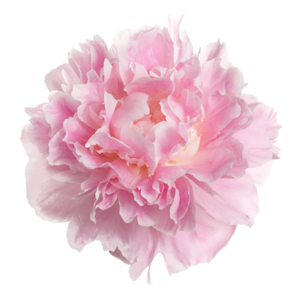 istock Pink peony flower rozovidnoy form isolated on white background. 641653472
