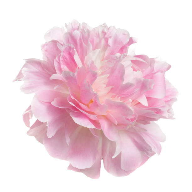 istock Pink peony flower rozovidnoy form isolated on white background. 641653514