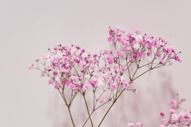 istock Pink baby's breath with pink background. 641653680