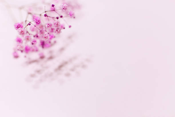 Beautiful pink dry flower decoration of baby breath.