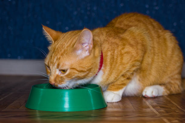 istock Domestic red cat eats food 641654284