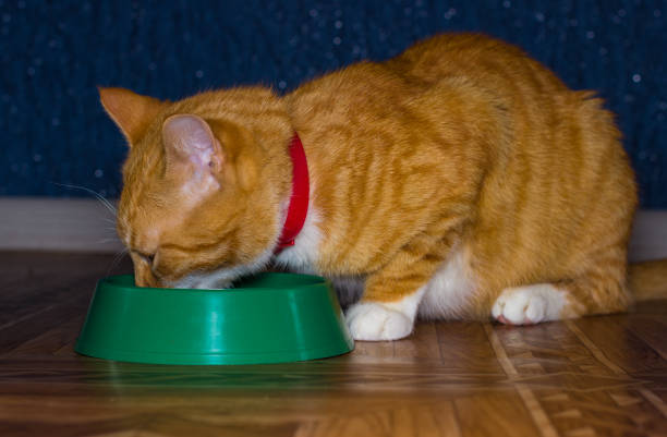 istock Domestic red cat eats food 641654338