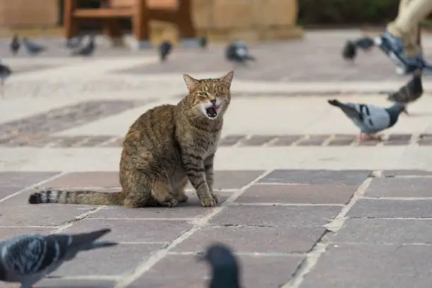 Photo of stray cat sitting between street birds - pigeons