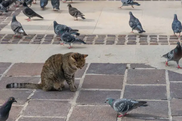 Photo of stray cat sitting between street birds - pigeons