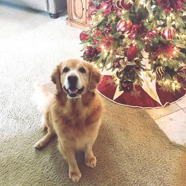 istock Golden Retriever Dog 641655762