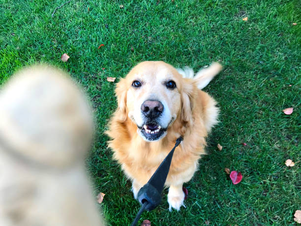 istock Golden Retriever Dog Treat 641657818