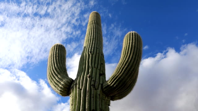 Timelapse looking up at large Saguaro Cactus