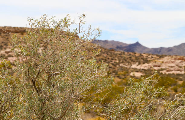 istock Vegetation in the Valley of Fire 641659378