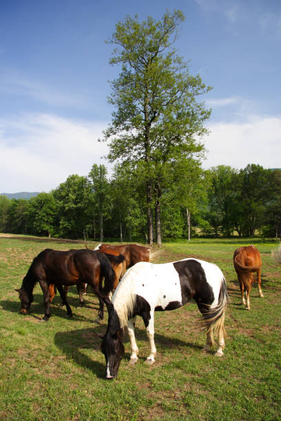 istock Cades Cove Horses 641660742