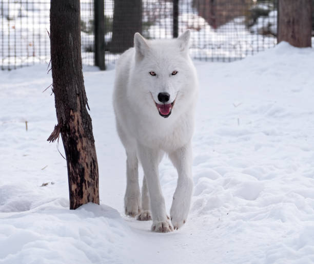 istock White wolf walking at the snow looking at the camera 641661914