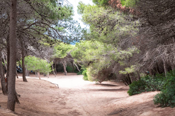 istock Pine grove leading to beach 641662226