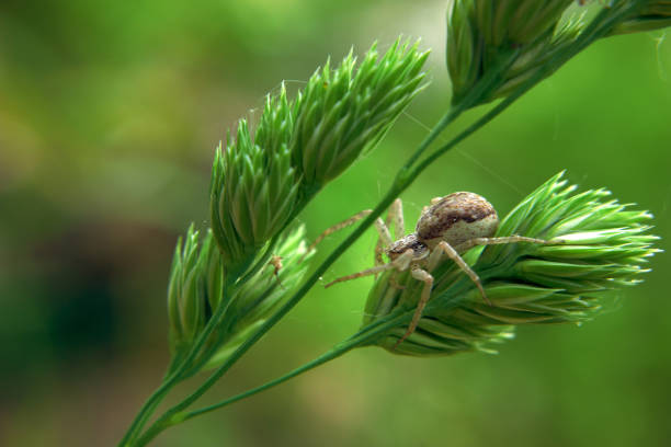 istock Brown spider hunting on the green plant 641662244